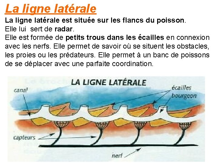 La ligne latérale est située sur les flancs du poisson. Elle lui sert de