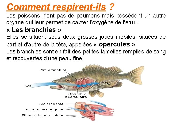 Comment respirent-ils ? Les poissons n’ont pas de poumons mais possèdent un autre organe