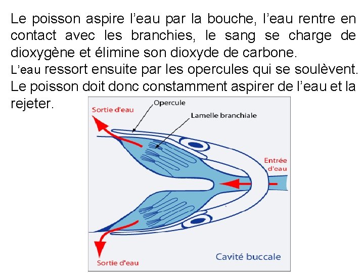 Le poisson aspire l’eau par la bouche, l’eau rentre en contact avec les branchies,