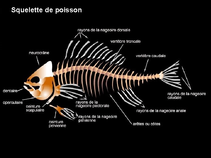 Squelette de poisson 