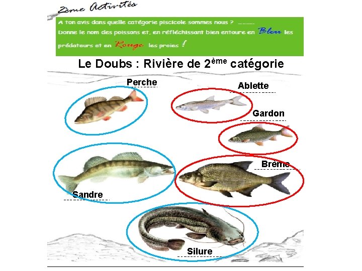 Le Doubs : Rivière de 2ème catégorie Perche Ablette Gardon Brème Sandre Silure 