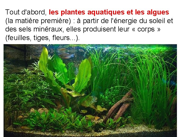 Tout d'abord, les plantes aquatiques et les algues (la matière première) : à partir