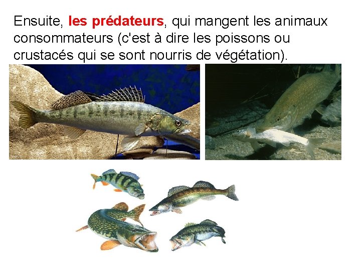 Ensuite, les prédateurs, qui mangent les animaux consommateurs (c'est à dire les poissons ou