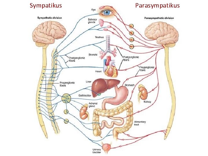 Sympatikus Parasympatikus 