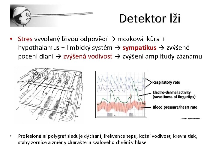 Detektor lži • Stres vyvolaný lživou odpovědí → mozková kůra + hypothalamus + limbický