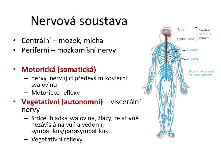 Nervová soustava • Centrální – mozek, mícha • Periferní – mozkomíšní nervy • Motorická