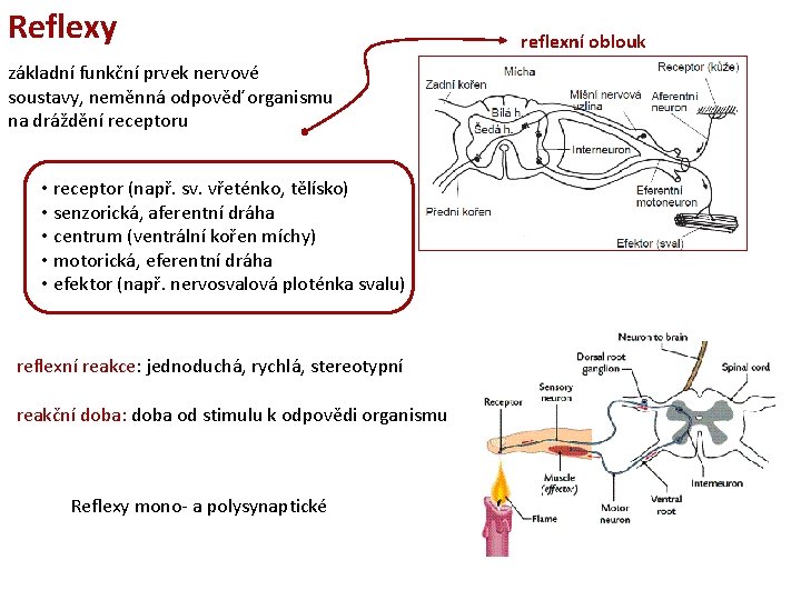 Reflexy základní funkční prvek nervové soustavy, neměnná odpověď organismu na dráždění receptoru • receptor