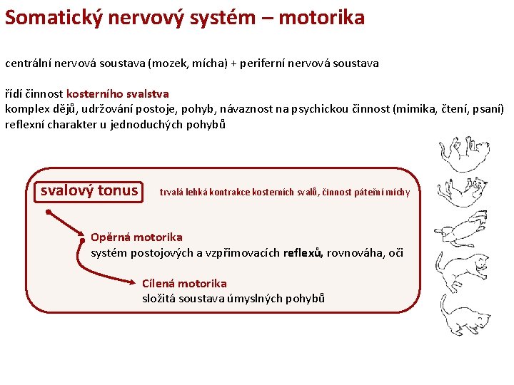 Somatický nervový systém – motorika centrální nervová soustava (mozek, mícha) + periferní nervová soustava