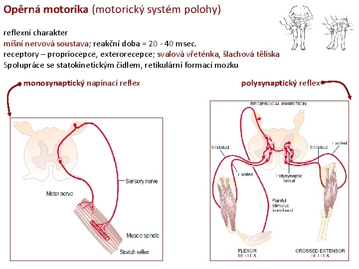 Opěrná motorika (motorický systém polohy) reflexní charakter míšní nervová soustava; reakční doba = 20