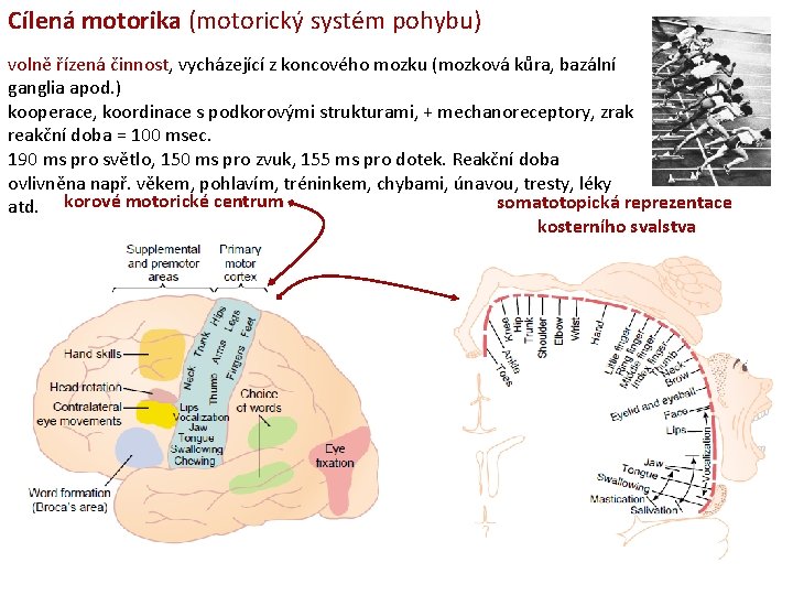 Cílená motorika (motorický systém pohybu) volně řízená činnost, vycházející z koncového mozku (mozková kůra,
