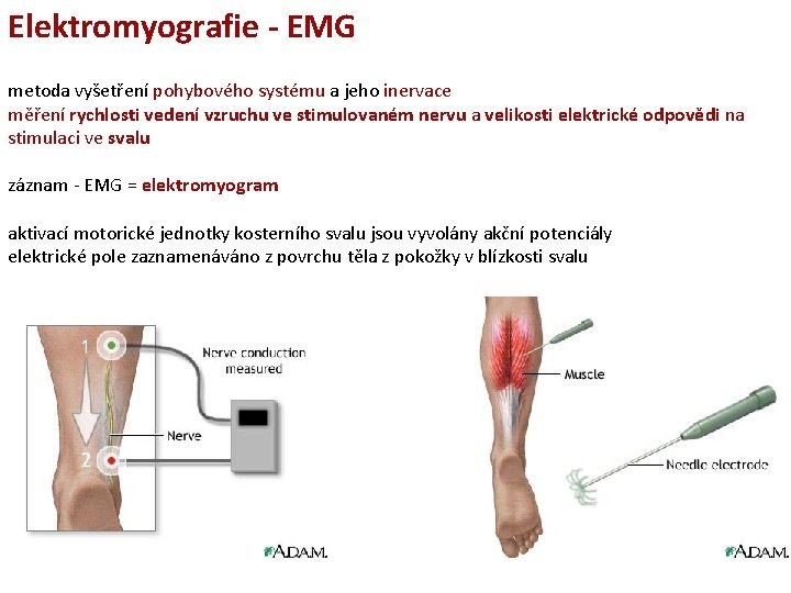 Elektromyografie - EMG metoda vyšetření pohybového systému a jeho inervace měření rychlosti vedení vzruchu