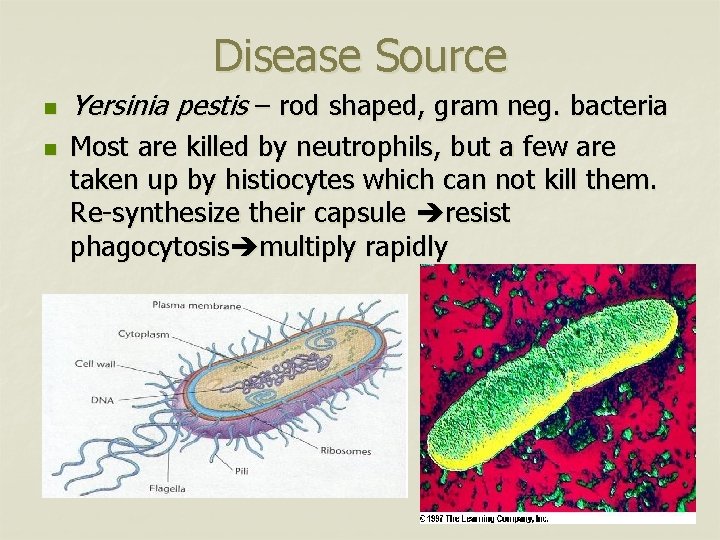 Disease Source n n Yersinia pestis – rod shaped, gram neg. bacteria Most are
