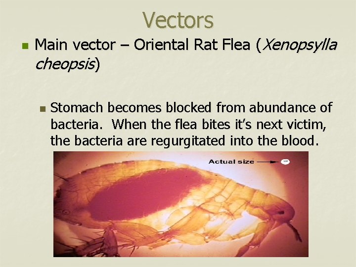 Vectors n Main vector – Oriental Rat Flea (Xenopsylla cheopsis) n Stomach becomes blocked