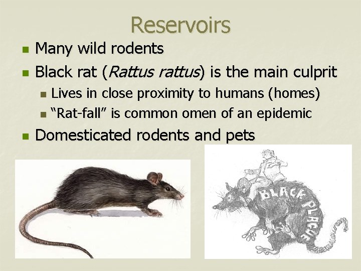 Reservoirs n n Many wild rodents Black rat (Rattus rattus) is the main culprit