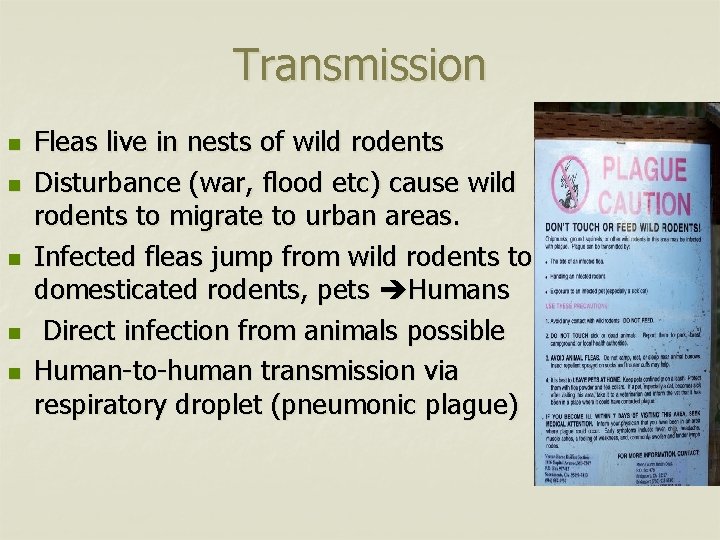 Transmission n n Fleas live in nests of wild rodents Disturbance (war, flood etc)