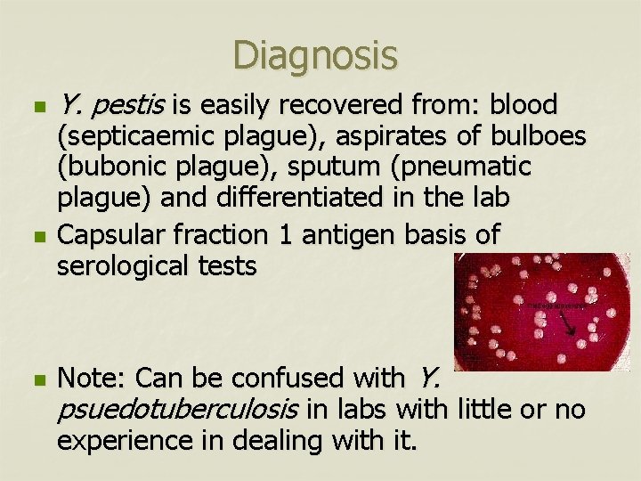 Diagnosis n n n Y. pestis is easily recovered from: blood (septicaemic plague), aspirates