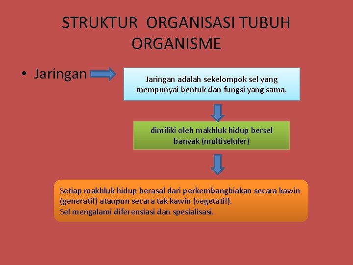 STRUKTUR ORGANISASI TUBUH ORGANISME • Jaringan adalah sekelompok sel yang mempunyai bentuk dan fungsi