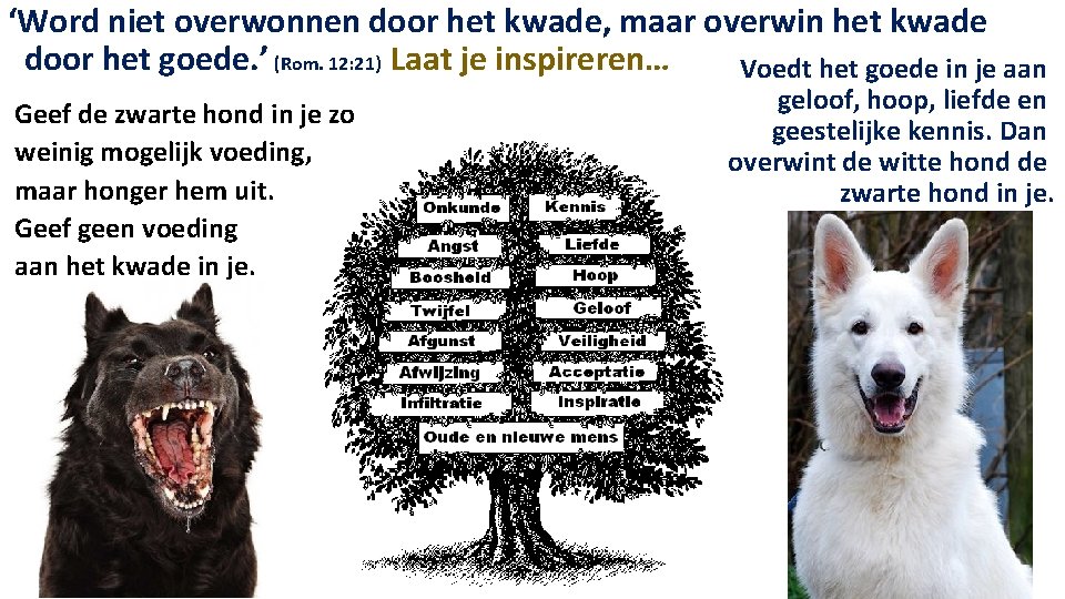 ‘Word niet overwonnen door het kwade, maar overwin het kwade door het goede. ’ ‘Word niet overwonnen door het kwade, maar overwin het kwade door het goede. ’