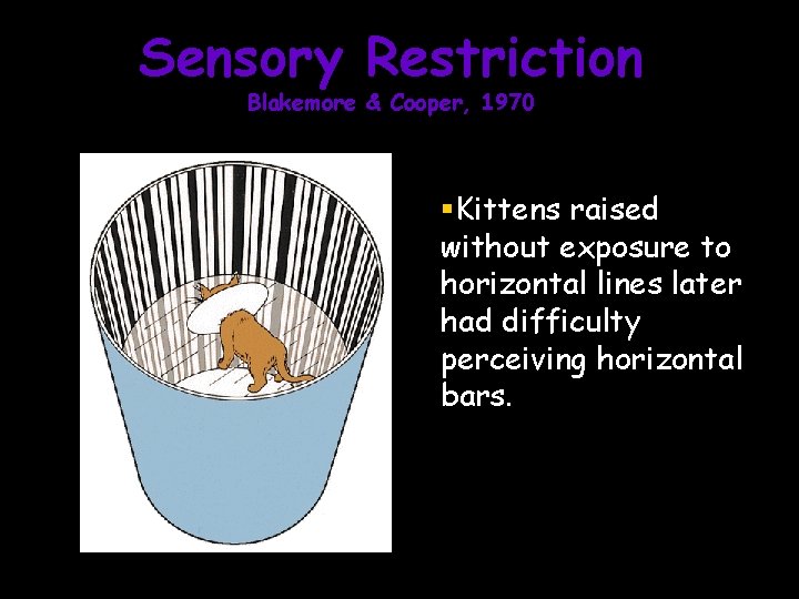 Sensory Restriction Blakemore & Cooper, 1970 Kittens raised without exposure to horizontal lines later