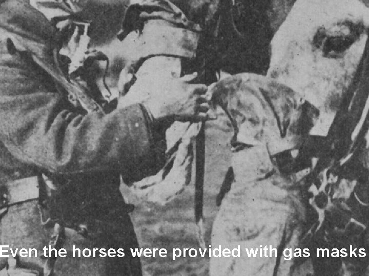 Even the horses were provided with gas masks 