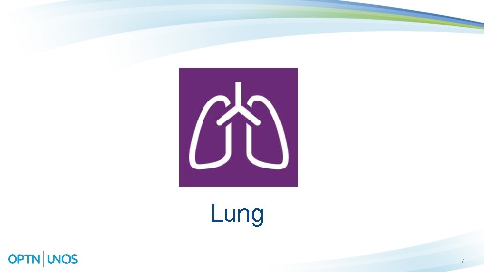 Lung 7 