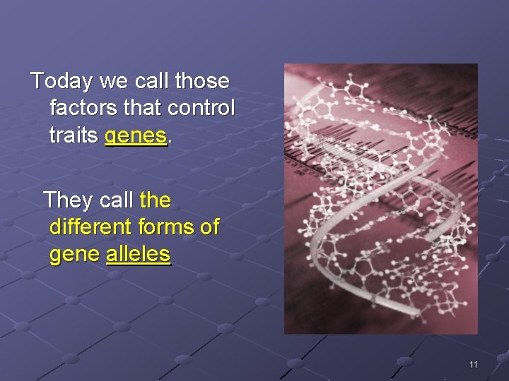 Today we call those factors that control traits genes. They call the different forms