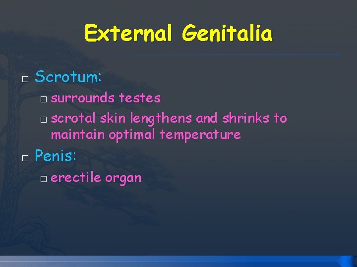 External Genitalia � Scrotum: surrounds testes � scrotal skin lengthens and shrinks to maintain External Genitalia � Scrotum: surrounds testes � scrotal skin lengthens and shrinks to maintain
