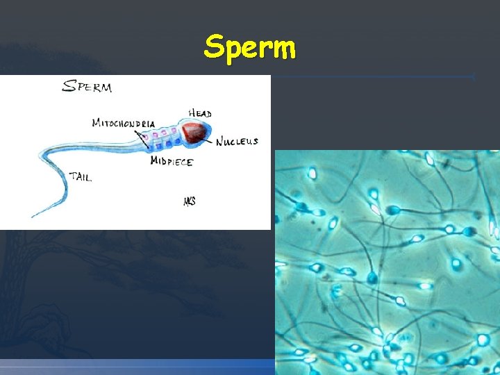 Sperm Sperm