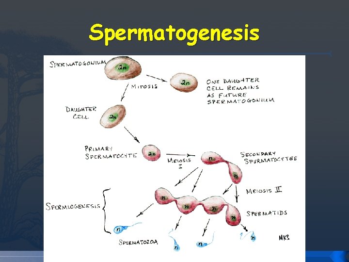Spermatogenesis Spermatogenesis