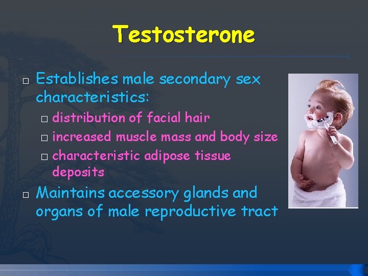 Testosterone � Establishes male secondary sex characteristics: distribution of facial hair � increased muscle Testosterone � Establishes male secondary sex characteristics: distribution of facial hair � increased muscle