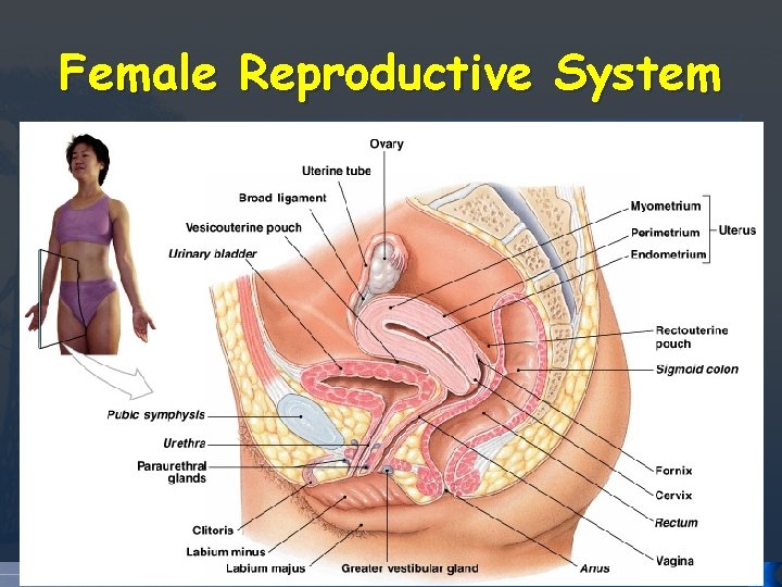 Female Reproductive System Female Reproductive System