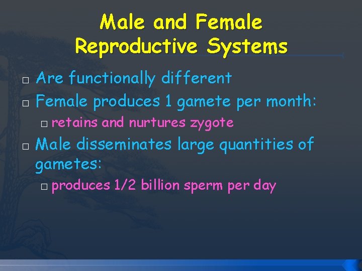 Male and Female Reproductive Systems � � Are functionally different Female produces 1 gamete Male and Female Reproductive Systems � � Are functionally different Female produces 1 gamete
