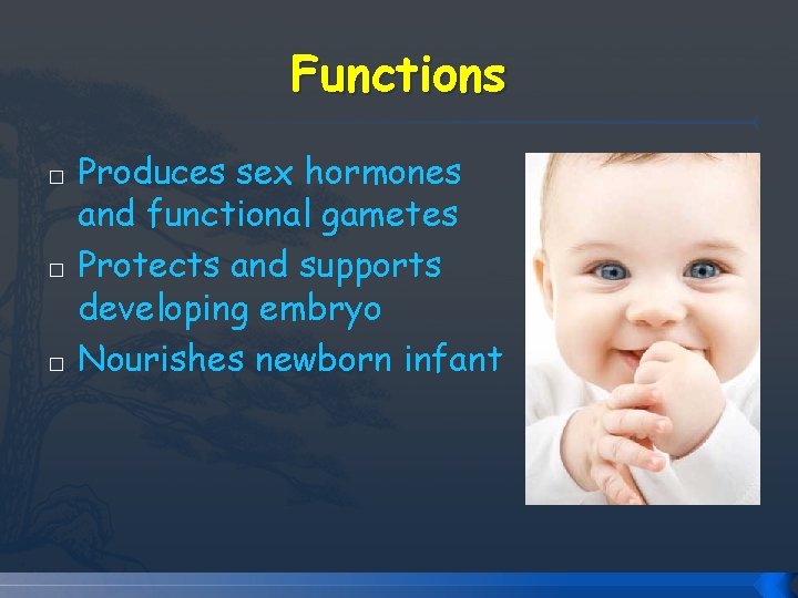 Functions � � � Produces sex hormones and functional gametes Protects and supports developing Functions � � � Produces sex hormones and functional gametes Protects and supports developing