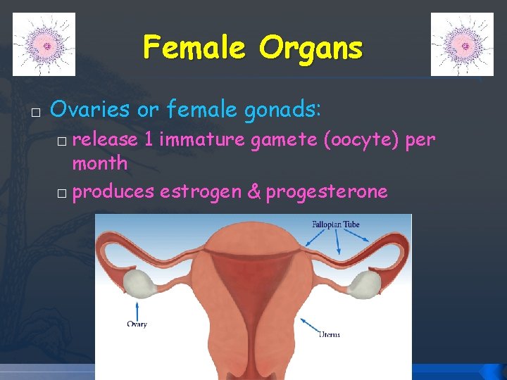 Female Organs � Ovaries or female gonads: release 1 immature gamete (oocyte) per month Female Organs � Ovaries or female gonads: release 1 immature gamete (oocyte) per month