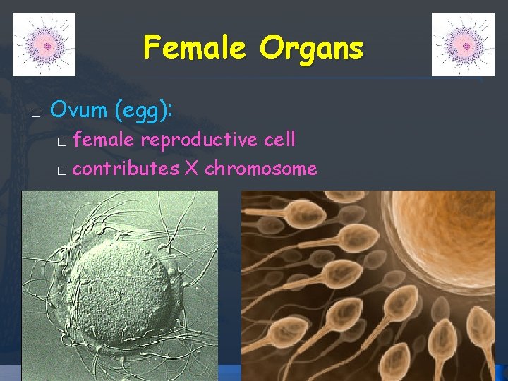 Female Organs � Ovum (egg): female reproductive cell � contributes X chromosome � Female Organs � Ovum (egg): female reproductive cell � contributes X chromosome �