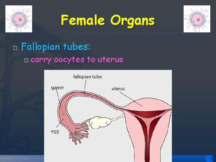 Female Organs � Fallopian tubes: � carry oocytes to uterus Female Organs � Fallopian tubes: � carry oocytes to uterus