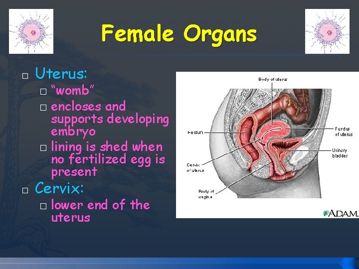 Female Organs � Uterus: “womb” � encloses and supports developing embryo � lining is Female Organs � Uterus: “womb” � encloses and supports developing embryo � lining is