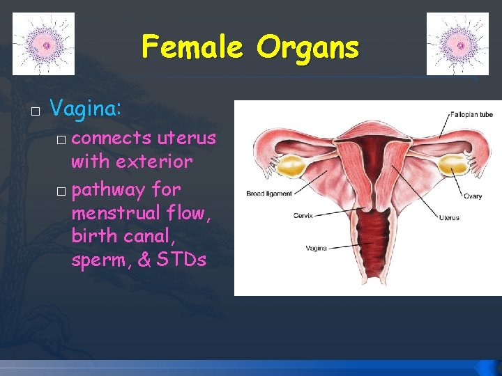 Female Organs � Vagina: connects uterus with exterior � pathway for menstrual flow, birth Female Organs � Vagina: connects uterus with exterior � pathway for menstrual flow, birth