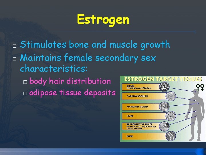 Estrogen � � Stimulates bone and muscle growth Maintains female secondary sex characteristics: body Estrogen � � Stimulates bone and muscle growth Maintains female secondary sex characteristics: body