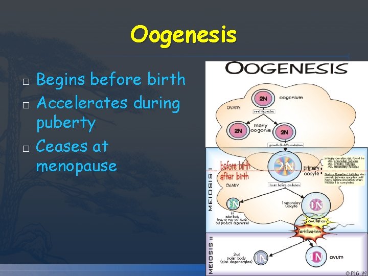 Oogenesis � � � Begins before birth Accelerates during puberty Ceases at menopause Oogenesis � � � Begins before birth Accelerates during puberty Ceases at menopause