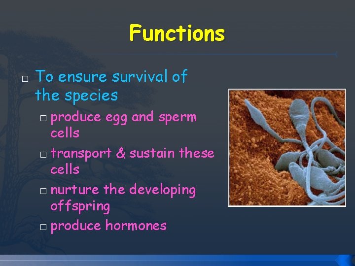 Functions � To ensure survival of the species produce egg and sperm cells � Functions � To ensure survival of the species produce egg and sperm cells �