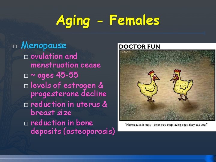 Aging - Females � Menopause ovulation and menstruation cease � ~ ages 45 -55 Aging - Females � Menopause ovulation and menstruation cease � ~ ages 45 -55