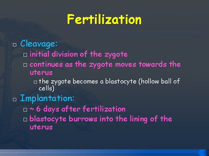 Fertilization � Cleavage: initial division of the zygote � continues as the zygote moves Fertilization � Cleavage: initial division of the zygote � continues as the zygote moves