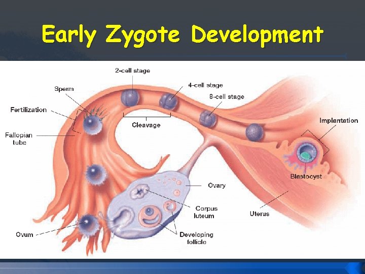 Early Zygote Development Early Zygote Development