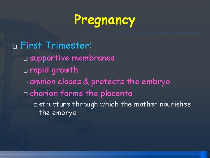 Pregnancy � First Trimester: supportive membranes � rapid growth � amnion closes & protects Pregnancy � First Trimester: supportive membranes � rapid growth � amnion closes & protects