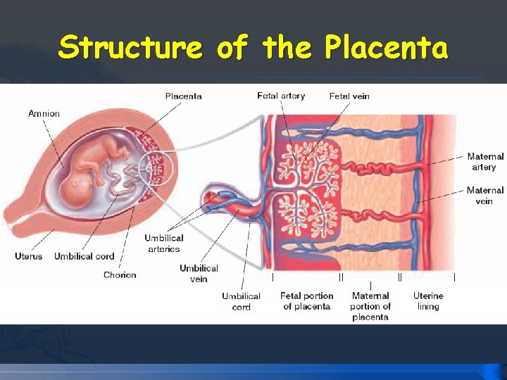 Structure of the Placenta Structure of the Placenta