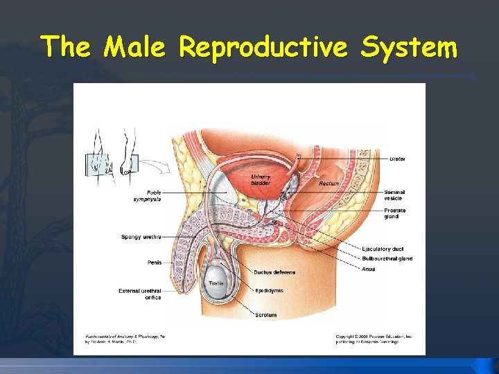 The Male Reproductive System The Male Reproductive System