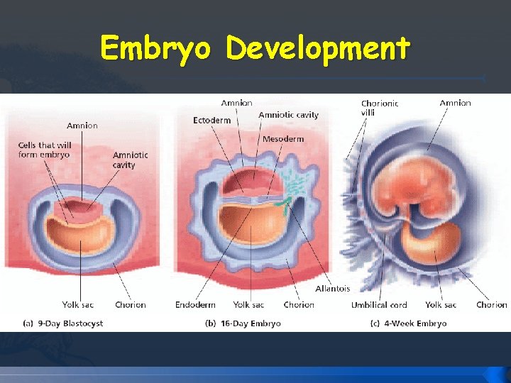 Embryo Development Embryo Development