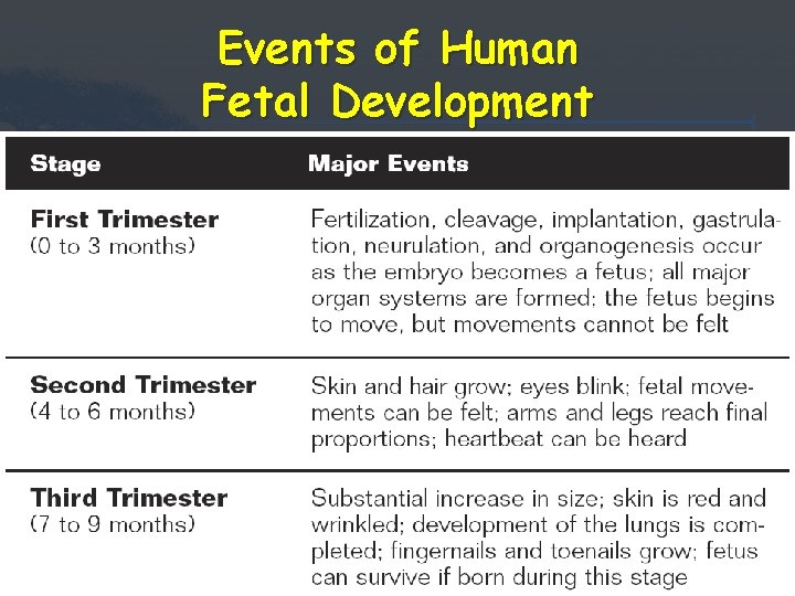 Events of Human Fetal Development Events of Human Fetal Development