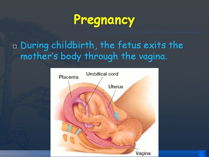 Pregnancy � During childbirth, the fetus exits the mother’s body through the vagina. Pregnancy � During childbirth, the fetus exits the mother’s body through the vagina.